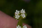 Beaked cornsalad